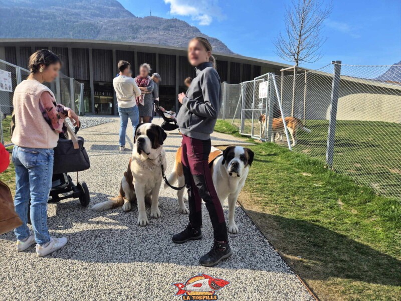 Une membre du personnel de Barryland avec des chiens au départ d'une balade.