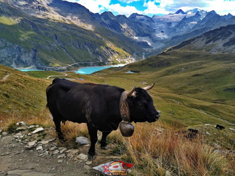Une vache d'Hérens partage le sentier avec la Torpille.