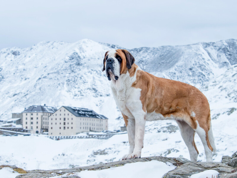 Photo : fondation-barry.ch