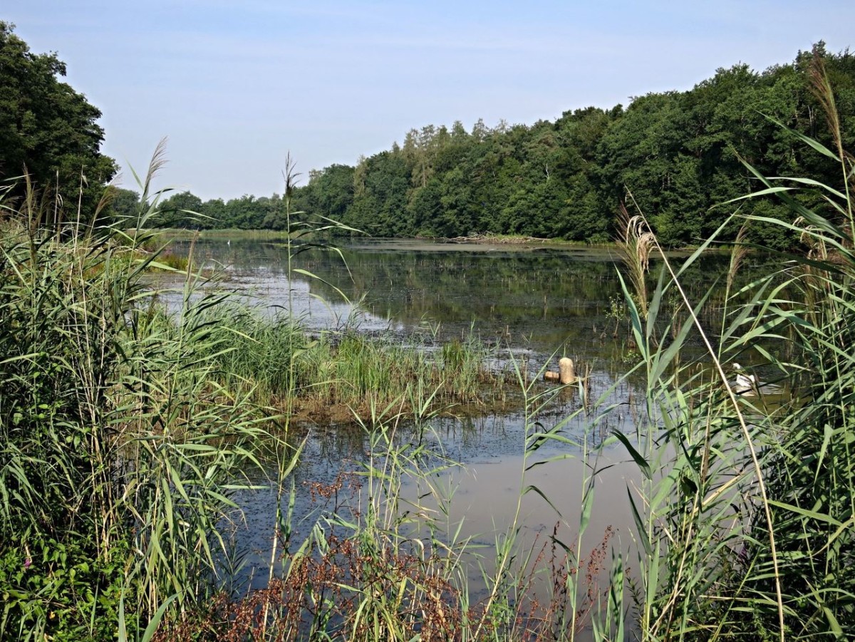 L'étang neuf à Bonfol