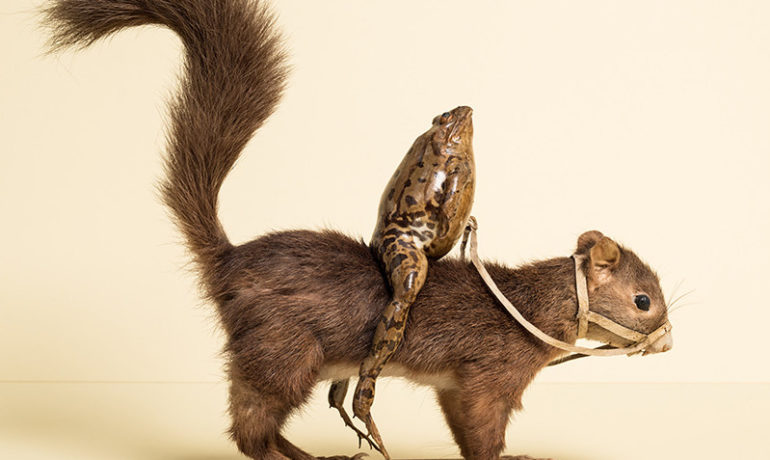 🐎🏠 Musée d’Estavayer-le-Lac et ses Grenouilles