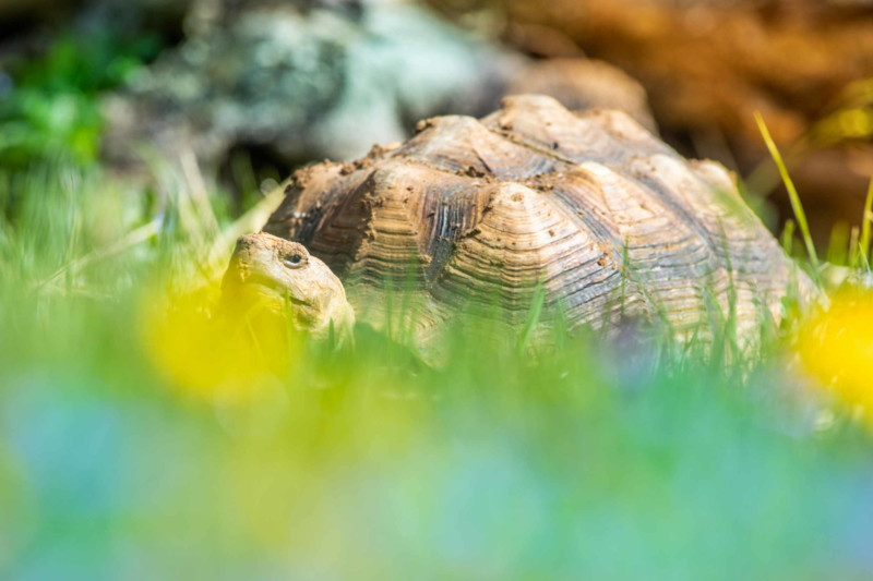 Une tortue. Photo : domainebelair.ch