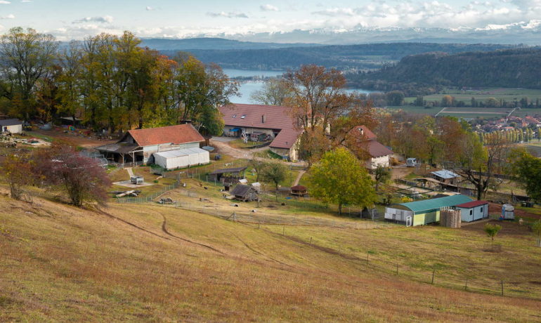 🌳🐐 Parc Animalier du Domaine de Bel Air – Le Landeron