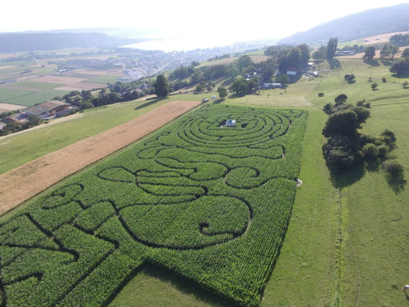 Le labyrinthe en maïs avec le lac de Neuchâtel en arrière-plan.