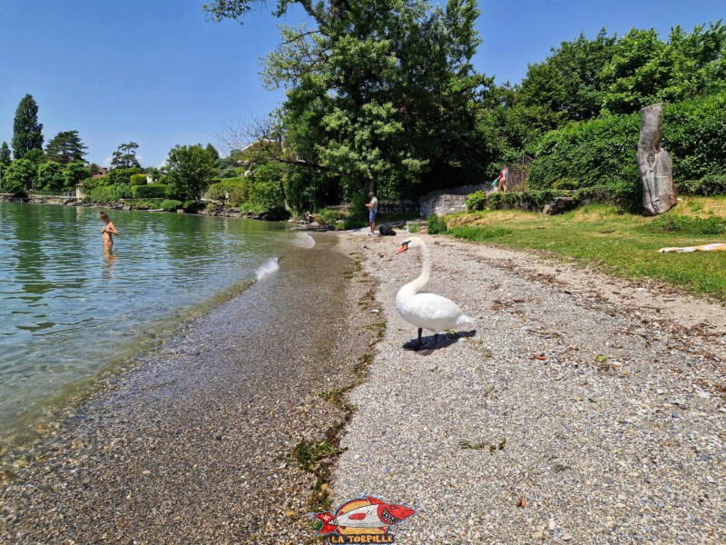 Zone Milieu, plage des rives du lac, Pully, lac Léman.