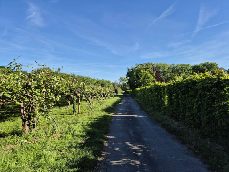 Le chemin longe des arbres fruitiers. Plage de l'embouchure de l'Aubonne, Allaman.
