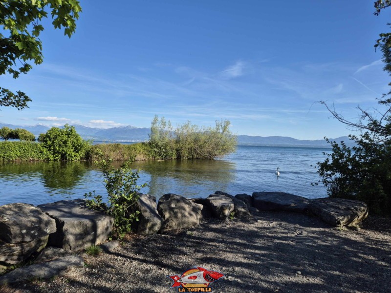 Embouchure de l'Aubonne, Allaman