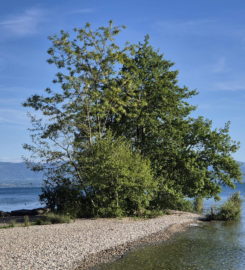 🏖️ Plage de l’Embouchure de l’Aubonne – Allaman