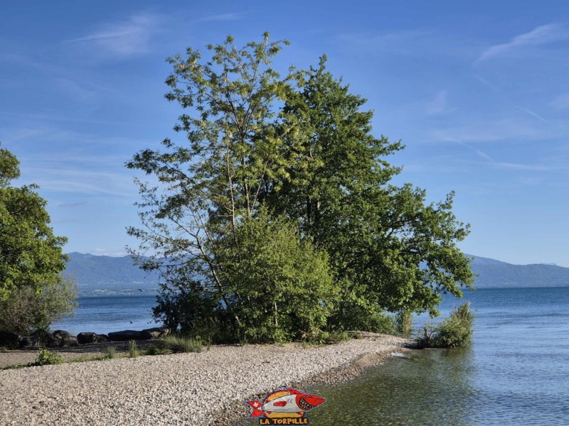 Embouchure de l'Aubonne, Allaman
