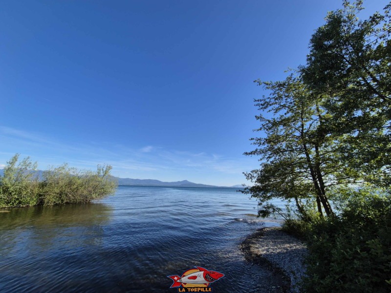 Embouchure de l'Aubonne, Allaman