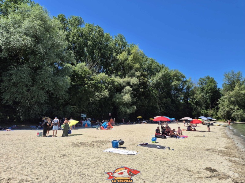 De grands arbres bordent la zone ouest de la plage. Ils fournissent de l'ombre aux estivants. Plage de Goncerut, Yvonand.
