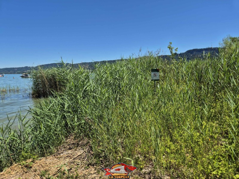 partie sud-est de la plage de Goncerut. yvonand
