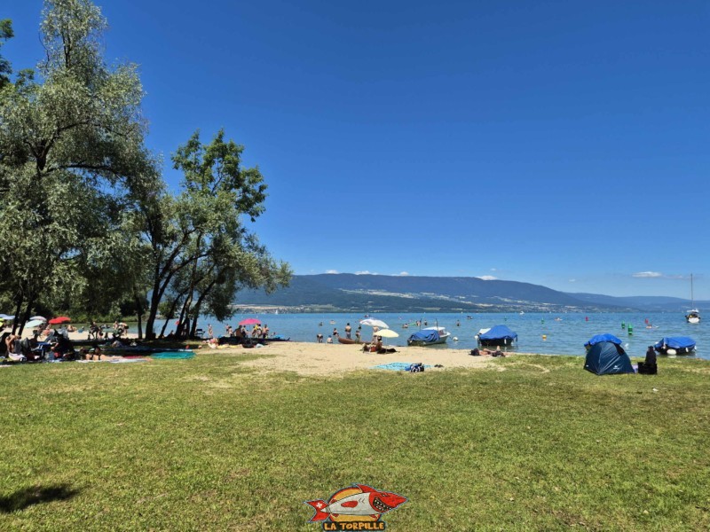 Une zone herbeuse se trouve au sud de la plage. Plage de Goncerut, Yvonand.