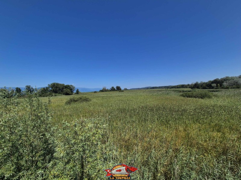 Tour paysagère de Chevroux, Grande Cariçaie. La vue direction nord-est depuis le somment de la tour paysagère. Tour paysagère de Chevroux, Grande Cariçaie. La vue direction nord-est depuis le somment de la tour paysagère.