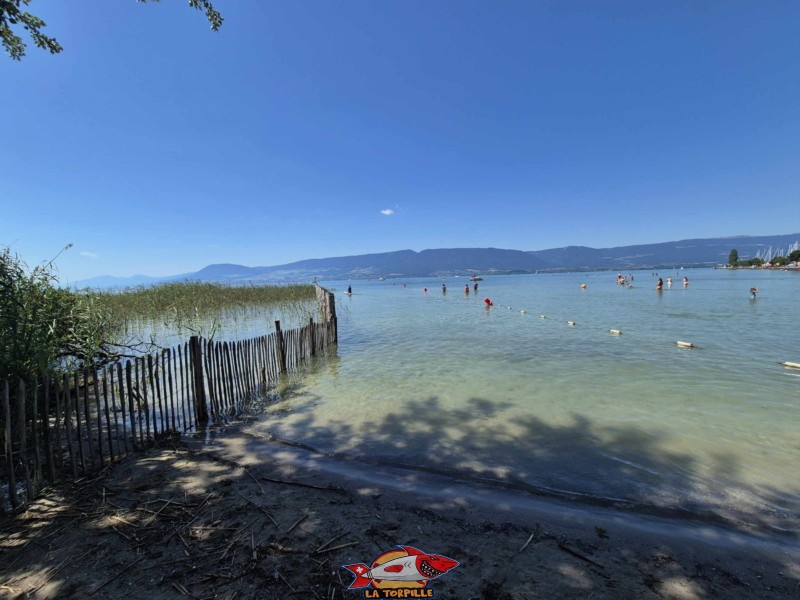 La Grande Cariçaie à l'ouest de plage de Chevroux. La Grande Cariçaie à l'ouest de plage de Chevroux.