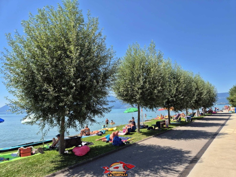 Pelouse. Plage de Chevroux, lac de Neuchâtel, Canton de Vaud.