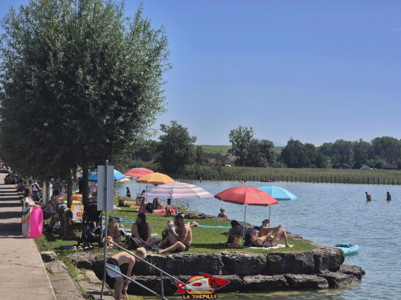 Pelouse. Plage de Chevroux, lac de Neuchâtel, Canton de Vaud.