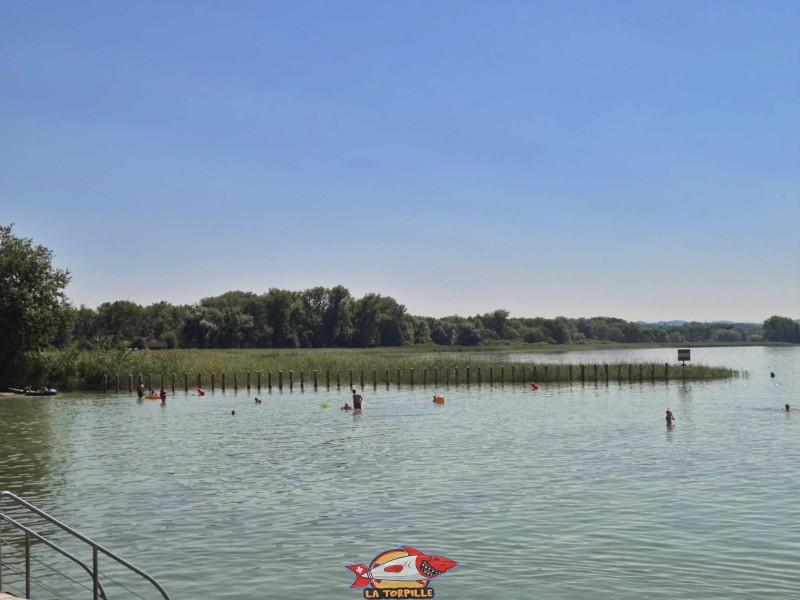 La Grande Cariçaie à l'ouest de plage de Chevroux. La Grande Cariçaie à l'ouest de plage de Chevroux.