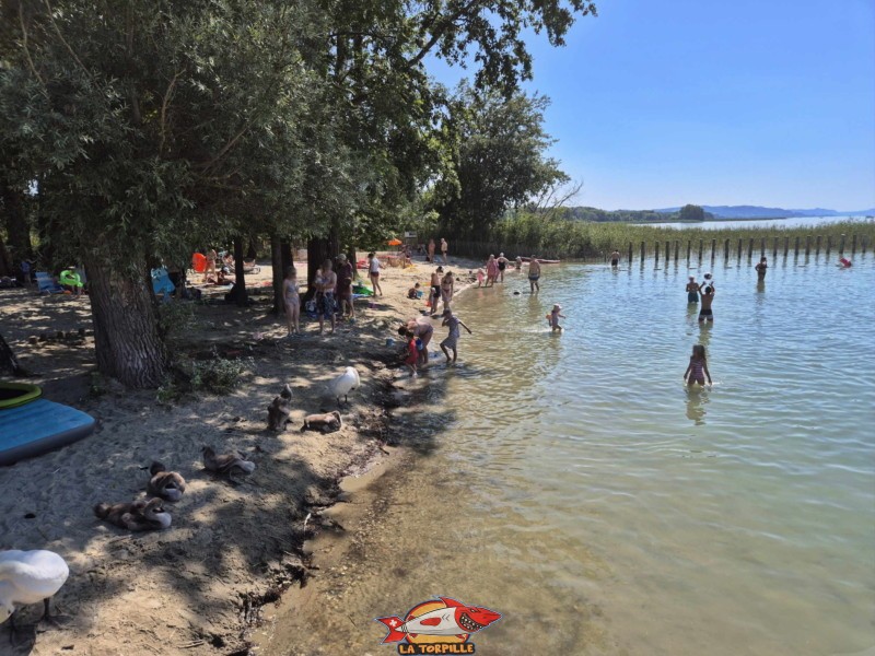 Zone de sable. Plage de Chevroux, lac de Neuchâtel, Canton de Vaud.