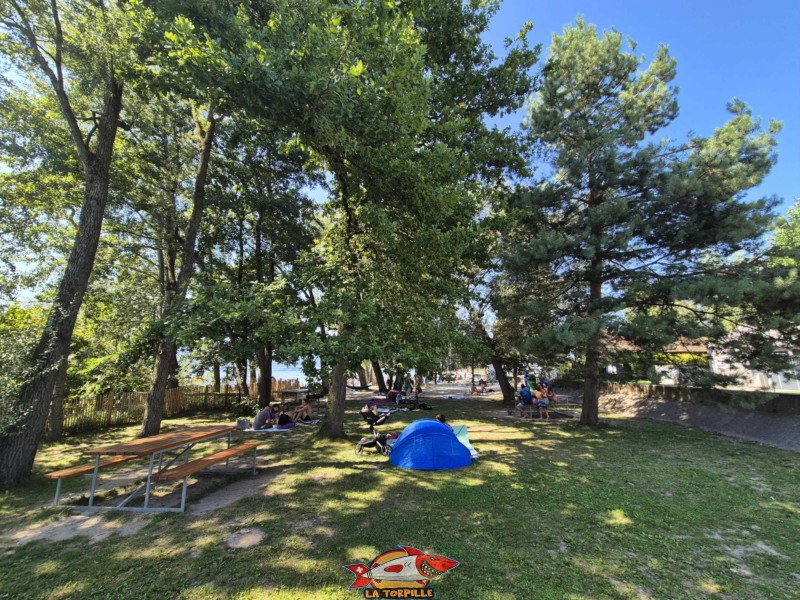 Zone ombragée. Plage de Chevroux, lac de Neuchâtel, Canton de Vaud.