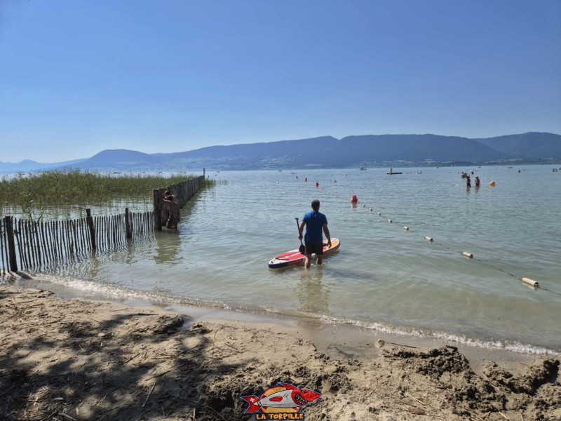 Zone paddle. Plage de Chevroux, lac de Neuchâtel, Canton de Vaud.