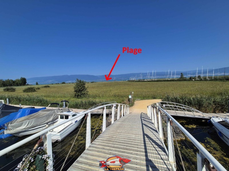 La vue sur la Grande Cariçaie. La flèche rouge indique l'emplacement de la plage. Plage de Gletterens, Broye fribourgeoise, lac de Neuchâtel.