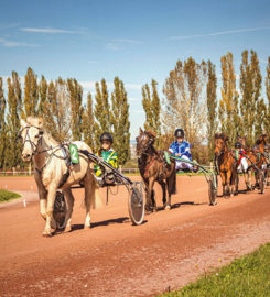 🐶 Institut Equestre National – Avenches