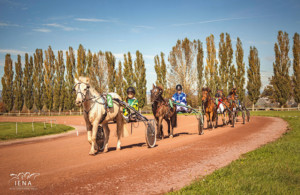 institut equestre national 4