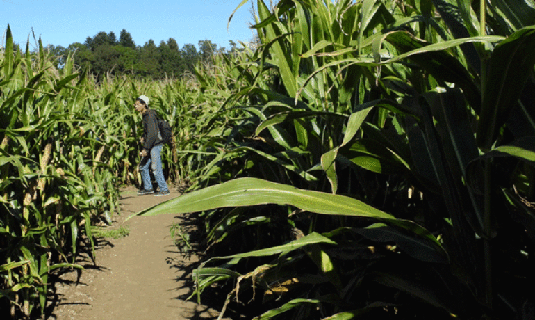 🌳 Labyrinthe de Maïs – Bottens