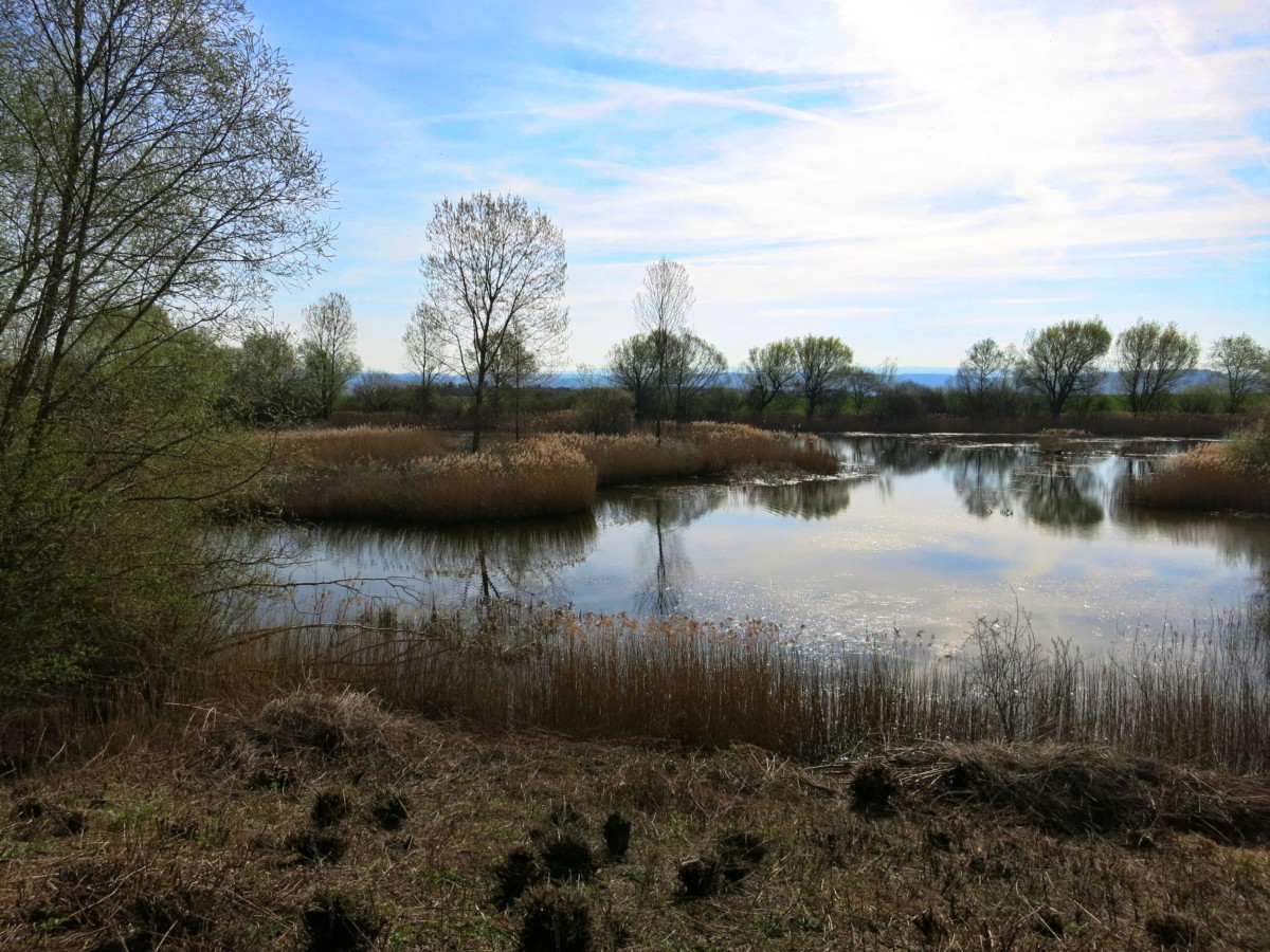 L'étang d'Arnex.