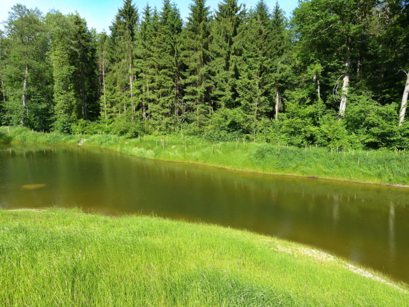 L'étang du Bois Neuf est construit en 2014.