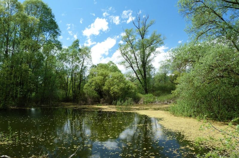 L'étang de la Bernoise.