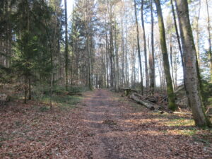 La forêt de Tannholz.