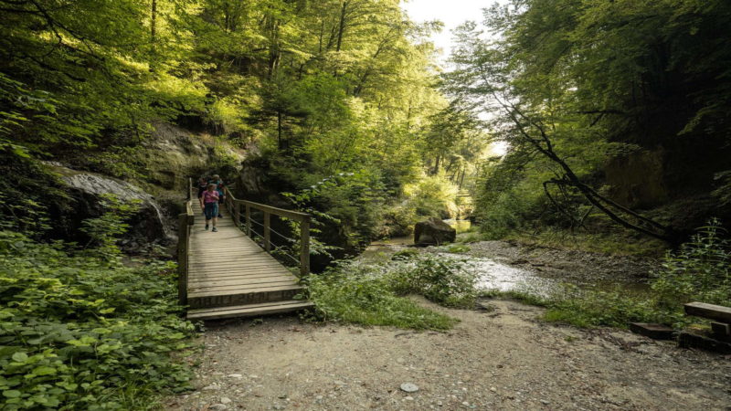 Le chemin dans la forêt en remontant la vallée du Gottéron