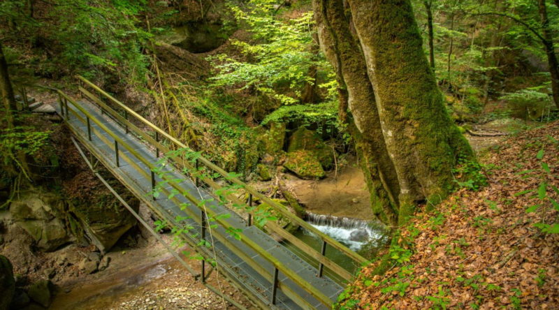 Le chemin dans la forêt en remontant la vallée du Gottéron