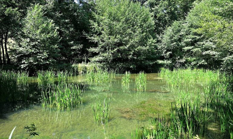 🚤 Etang Petit Sauvage – Soyhières