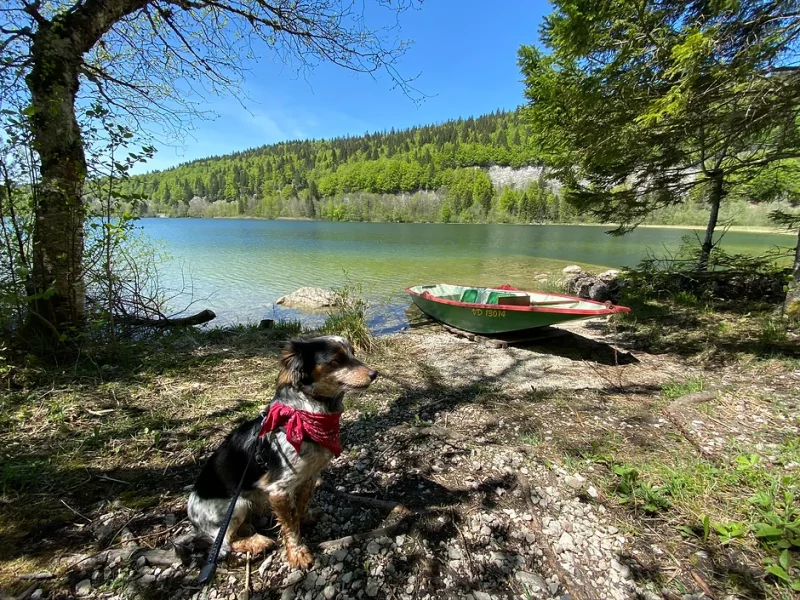 Billy le chien autour du lac Brenet.