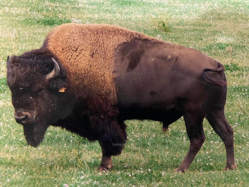 Un bison.