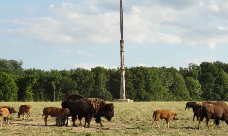 🐶 Jura Bison – Boncourt