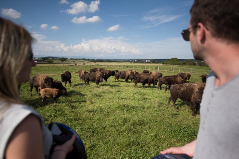 Un troupeau de bisons