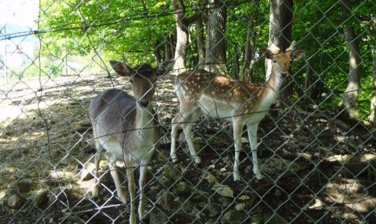 🦌 Parc aux Biches de Delémont