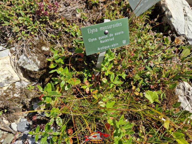 Un exemple de plante avec son étiquettage.