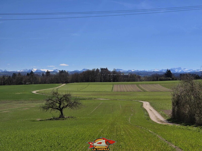 La vue à proximité d'Oulens-sous-Echallens, au nord-ouest du château de St-Barthelémy.