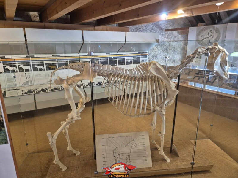 L'évolution de l'animal cheval