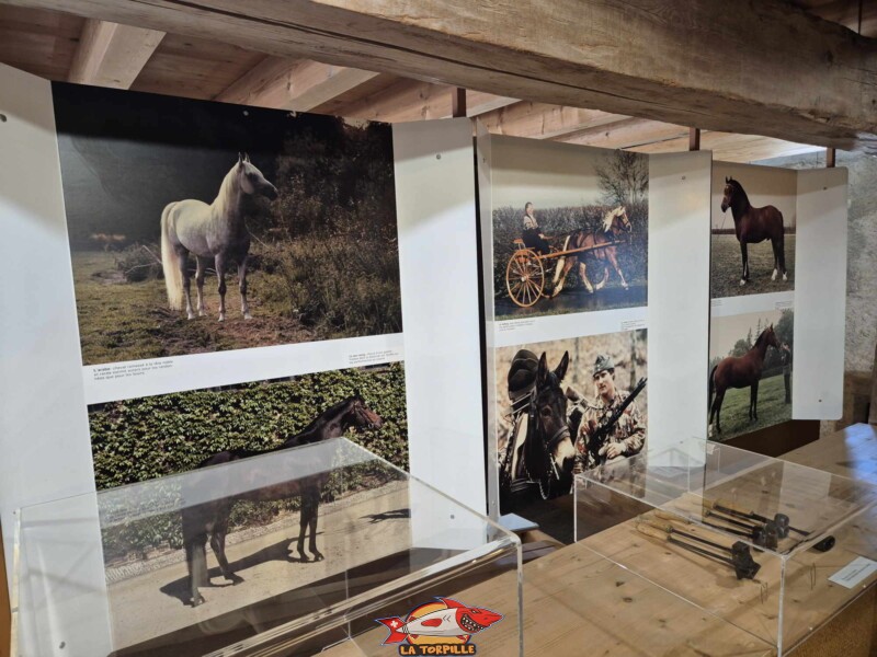 Le cheval et l'armée