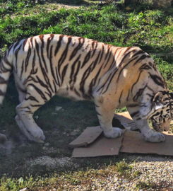 🐅 Zoo Sikypark – Crémines