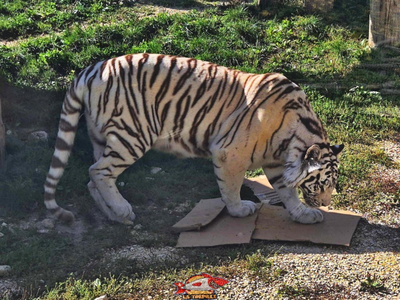 Un tigre blanc.. Zoo Sikypark, Crémines, Jura bernois.
