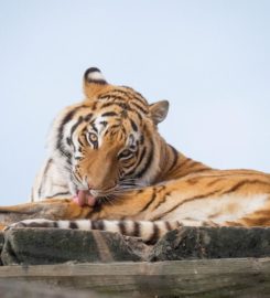 🐅 Zoo Sikypark – Crémines