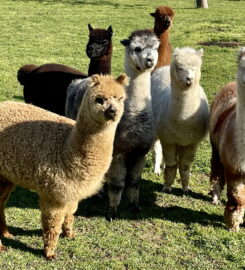 🐶 Alpagaga – Dompierre