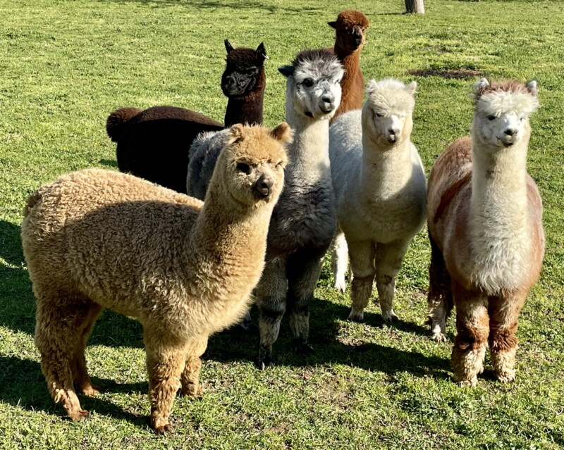 Alpagaga - Domdidier